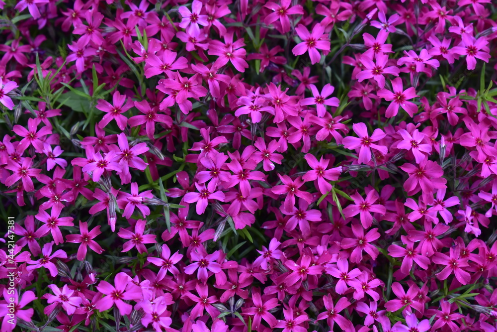 Obraz premium background of pink phlox flowers