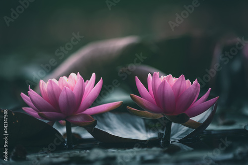 Pink lotus flower or water lily in water photo