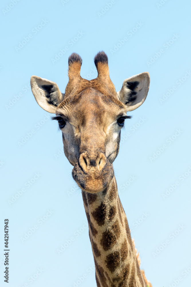 Giraffe (Giraffa camelopardalis) portrait with blue sky, looking at camera, Kruger National Park, South Africa