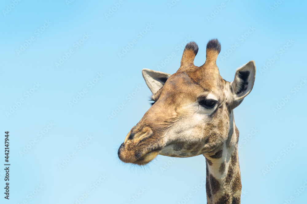 Giraffe (Giraffa camelopardalis) portrait with blue sky, Kruger National Park, South Africa Giraffe (Giraffa camelopardalis) portrait with blue sky, Kruger National Park, South Africa