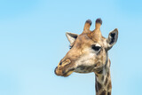 Giraffe (Giraffa camelopardalis) portrait with blue sky, Kruger National Park, South Africa