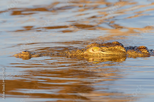 Nile crocodile (Crocodylus niloticus), in water, Kruger National Park, South Africa.