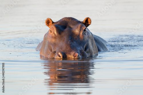 Hippopotamus (Hippopotamus amphibius) in water looking at camera, Kruger National Park, South Africa.