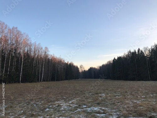 forest in winter