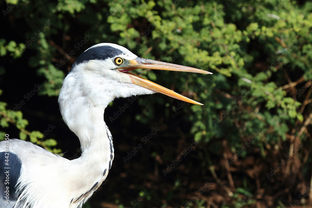 Afrikanischer Graureiher / Grey heron / Ardea cinerea Afrikanischer Graureiher / Grey heron / Ardea cinerea