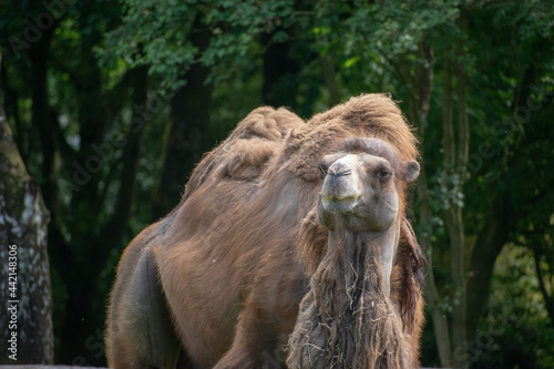 Hairy brown camel in a zo