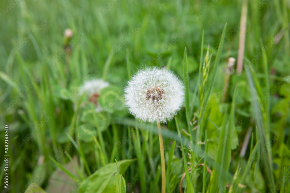 A lonely dandelion stands on a green field surrounded by fresh grass A lonely dandelion stands on a green field surrounded by fresh grass