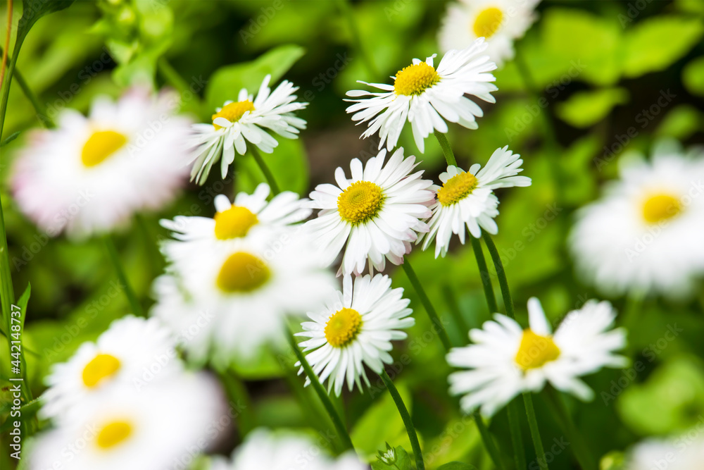 Fototapeta premium Beautiful daisies closeup of daisies. Field of wildflowers