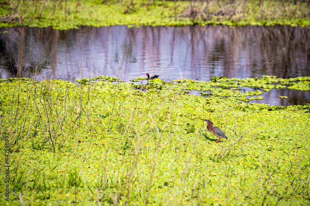 Wild one little green bird standing in marsh water searching for food