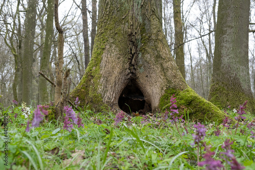 A tree with a large hollow or tree hole at the bottom in the springtime photo