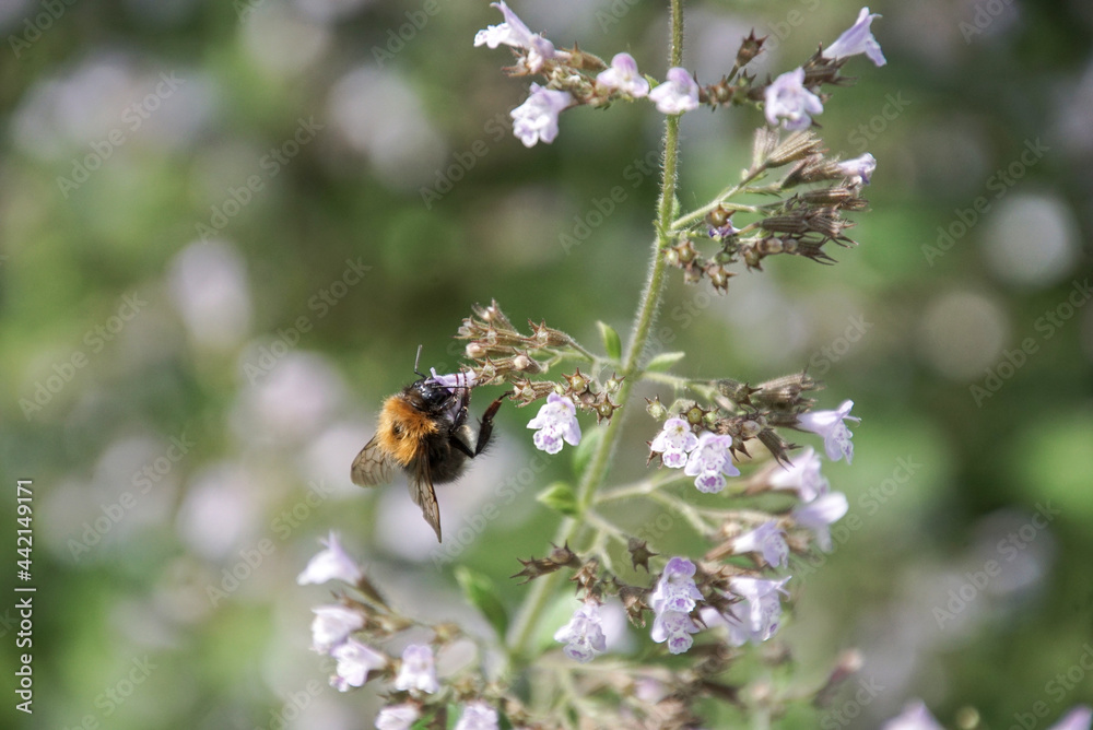 Fototapeta premium Bienen