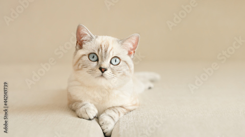 Blue eyed  scottish kitten on the beige couch