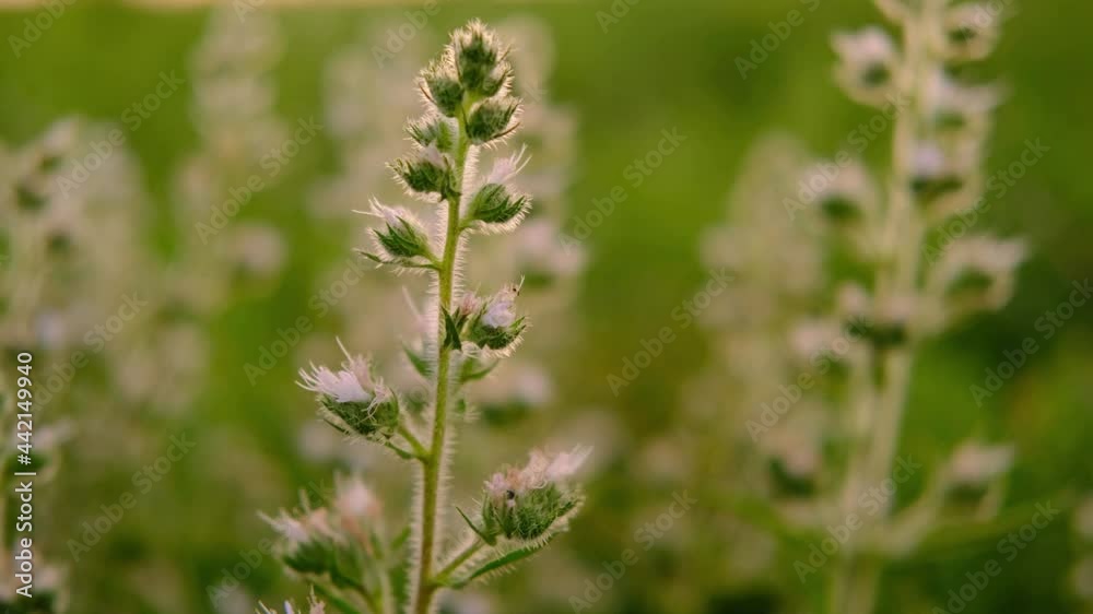 Wild flowers sway in the wind in field on green flowery natural background on sun set.The setting sun illuminates the wild flowers in the field.Colorful video of nature and floral.Close up. High Wild flowers sway in the wind in field on green flowery natural background on sun set.The setting sun illuminates the wild flowers in the field.Colorful video of nature and floral.Close up. High