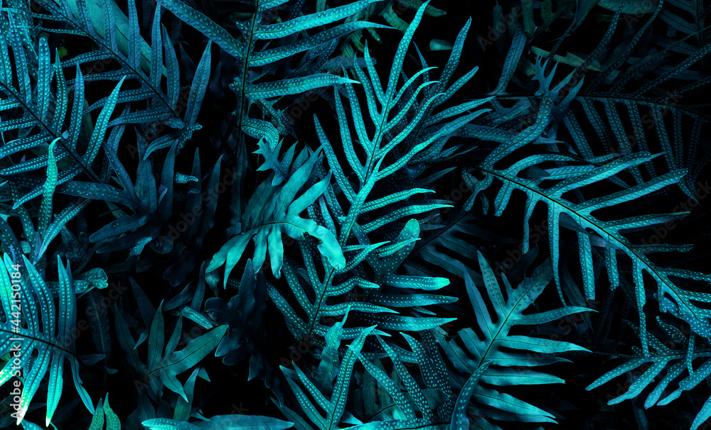 tropical leaf forest glow in the dark background.