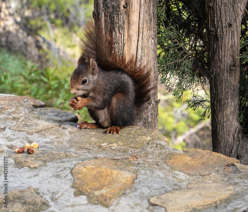 View of red squirrel eating nuts