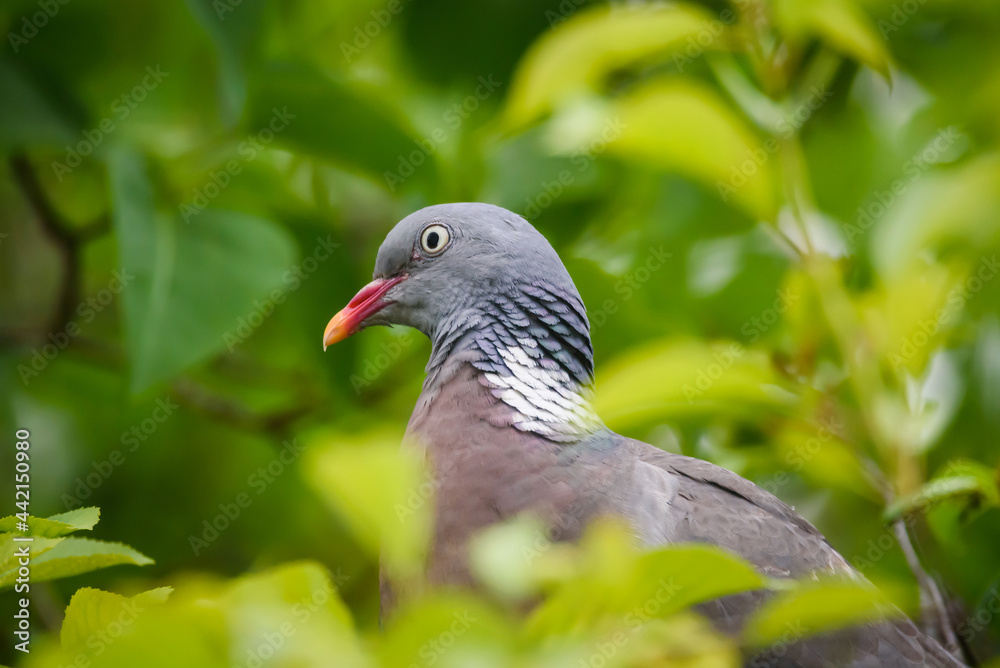 Fototapeta premium Selective focus photo. Common wood pigeon bird.