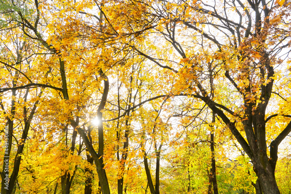 Fall leaves in park