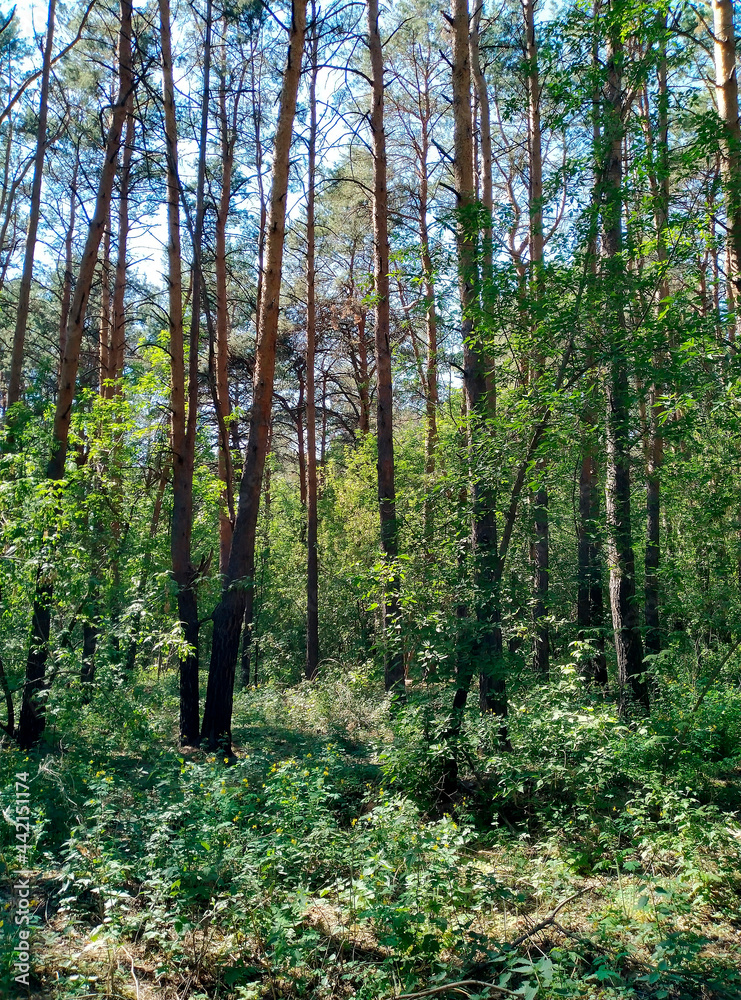 Fototapeta premium Beautiful pine forest in the summer.