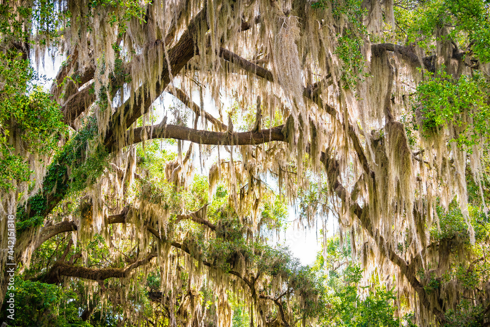 Gainesville, Florida canopy on street road of Southern live oak tree