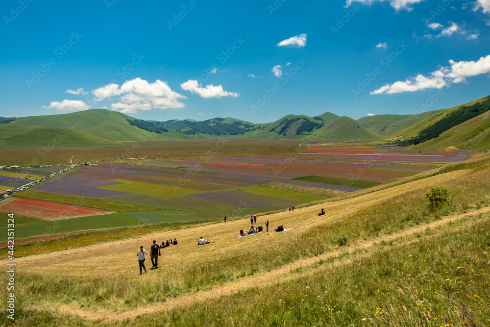 Obraz premium Blooming of lentil on Castelluccio di Norcia plain