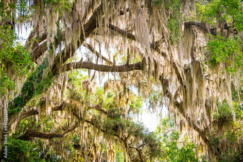 Gainesville, Florida canopy on street road of Southern live oak tree branches with hanging Spanish moss in Paynes Prairie State Park photo