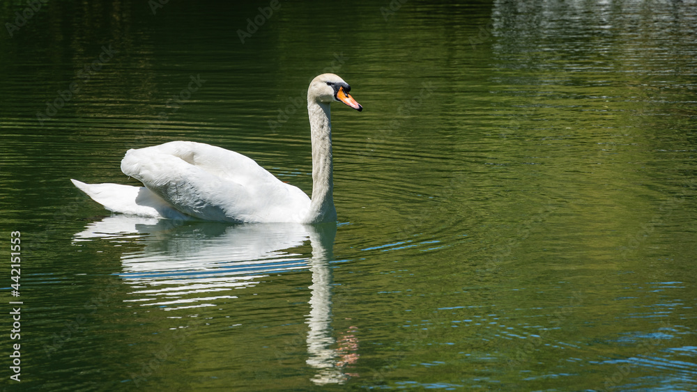 White swan Cygnus olor gracefully swims in artificial lake in Adler arboretum 