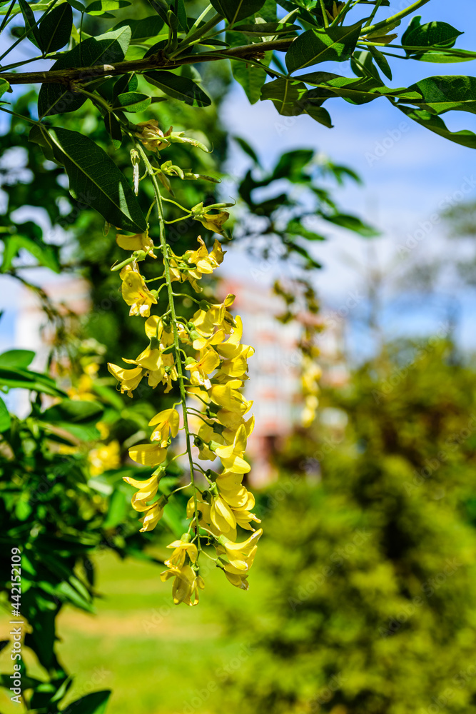 Laburnum plant (Laburnum anagyroides) blooming at spring in a park