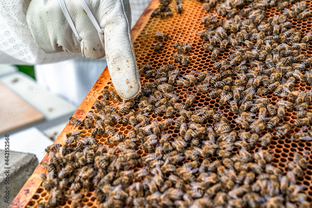 beekeepers inspect bees on a wax frame in a beekeeping beekeepers inspect bees on a wax frame in a beekeeping