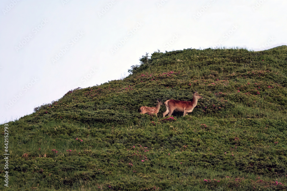 Fototapeta premium a red deer calf and his mother in the morning on the horizon on the mountains in summer