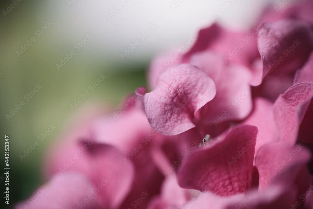 Naklejka premium Hydrangea