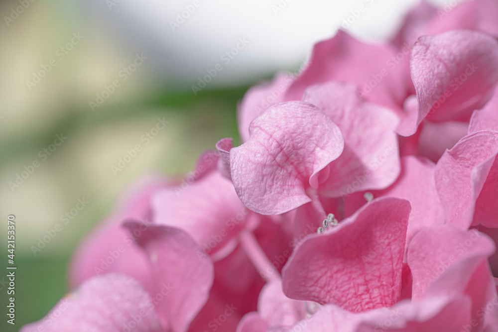 Hydrangea Hydrangea