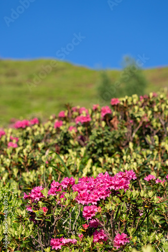 Fototapeta Naklejka Na Ścianę i Meble -  beautiful red colors in summer on the mountains brings the beautiful alpine rose, rhododendron ferrugineum, here with a clear blue sky in the background