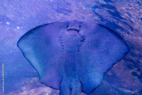 pelagic stingray - Pteroplatytrygon violacea in aquarium