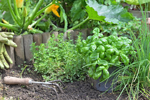 basil potted and aromatic plants  in a garden