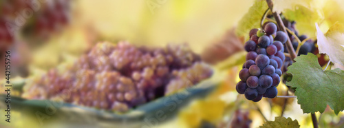 grape growing in foliage in vineyard