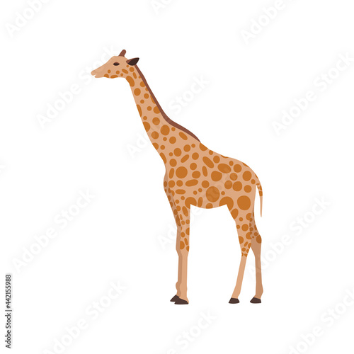 Flat giraffe on white background