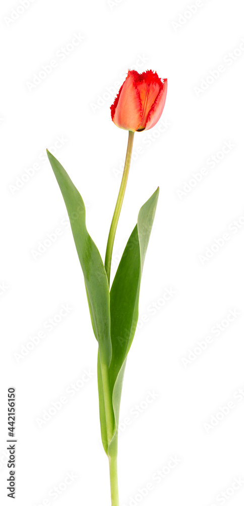 Tulip flower on a long stem with leaves, isolated on white background. Beautiful spring flowers. Tulip flower on a long stem with leaves, isolated on white background. Beautiful spring flowers.