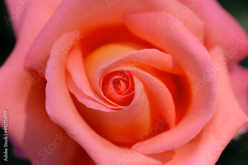 Orange rose close up