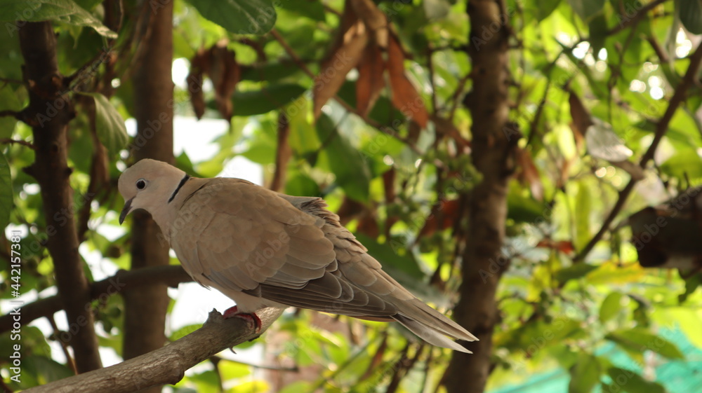 pigeon on a branch Blurred green background pigeon on a branch Blurred green background