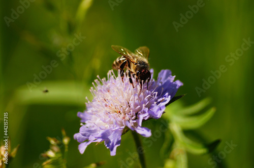 A honey bee on a field scabious. photo