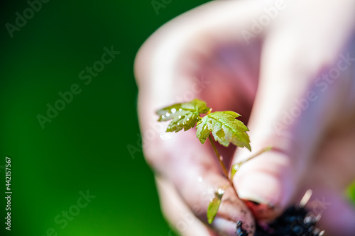 Closeup of hand holding green red small tiny maple tree sprout with woman throwing away weed showing detail and texture in spring
