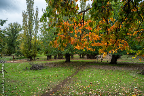 Autum/Fall photo