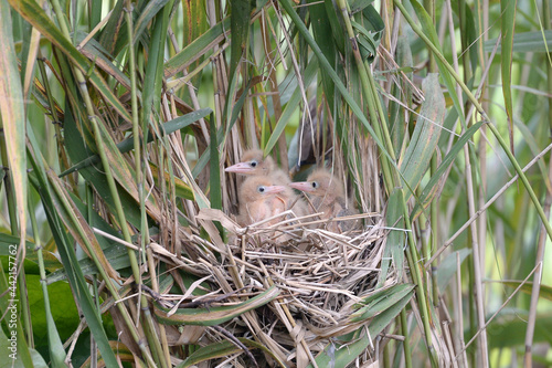 Yellow Bittern and little bird 