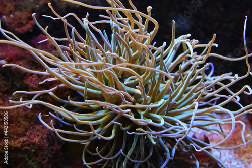 A sea anemone in close-up photo
