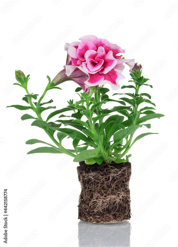 Bright pink curly petunia. Seedling with soil clod and roots isolated on white