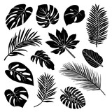 Set of silhouettes of tropical leaves.