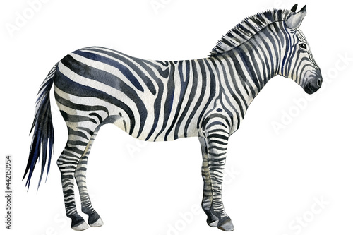 Zebra, animal watercolor illustration, white background.