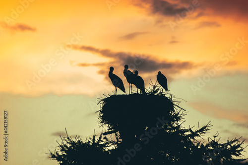 silhouette of a group of storks on the sunset