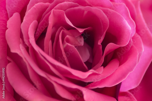 close up of pink rose