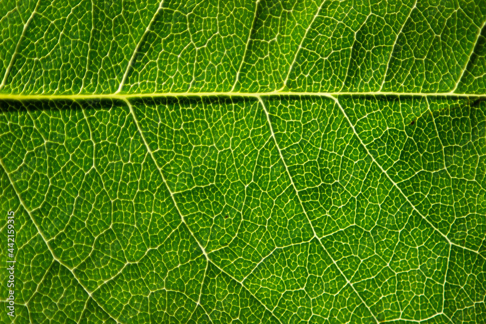Green leaf texture macro Green leaf texture macro